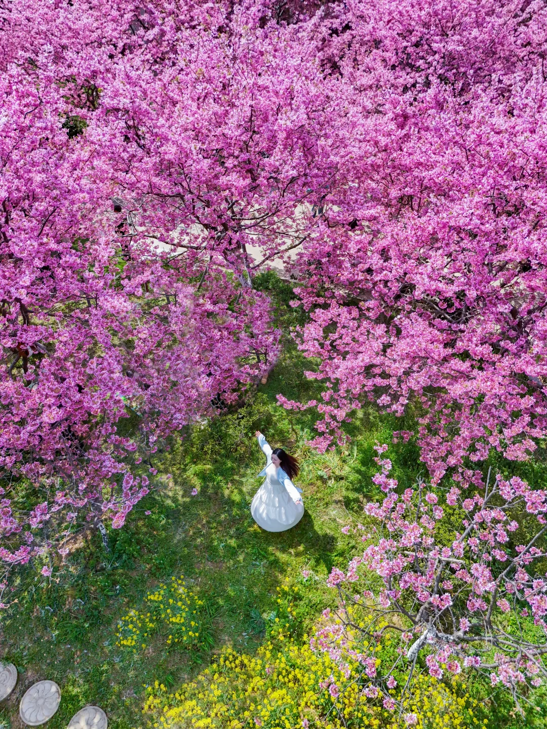 求武汉文旅再花200万！救救樱花吧😭