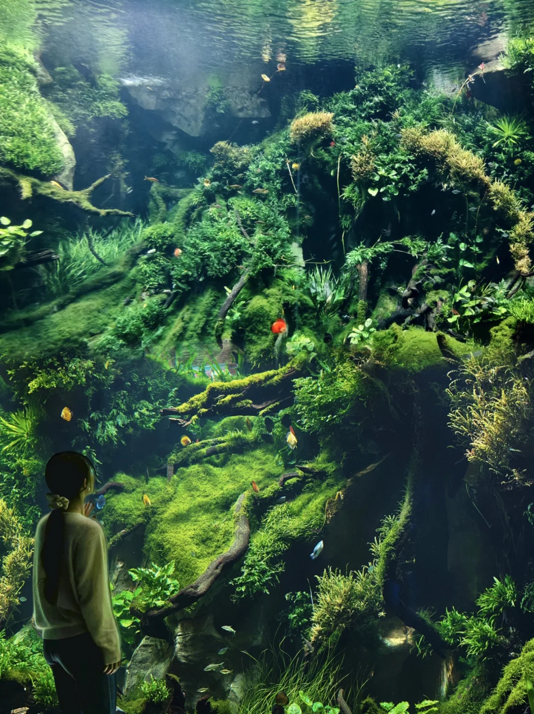 为了这片水底森林，我特意飞了一趟上海🌳