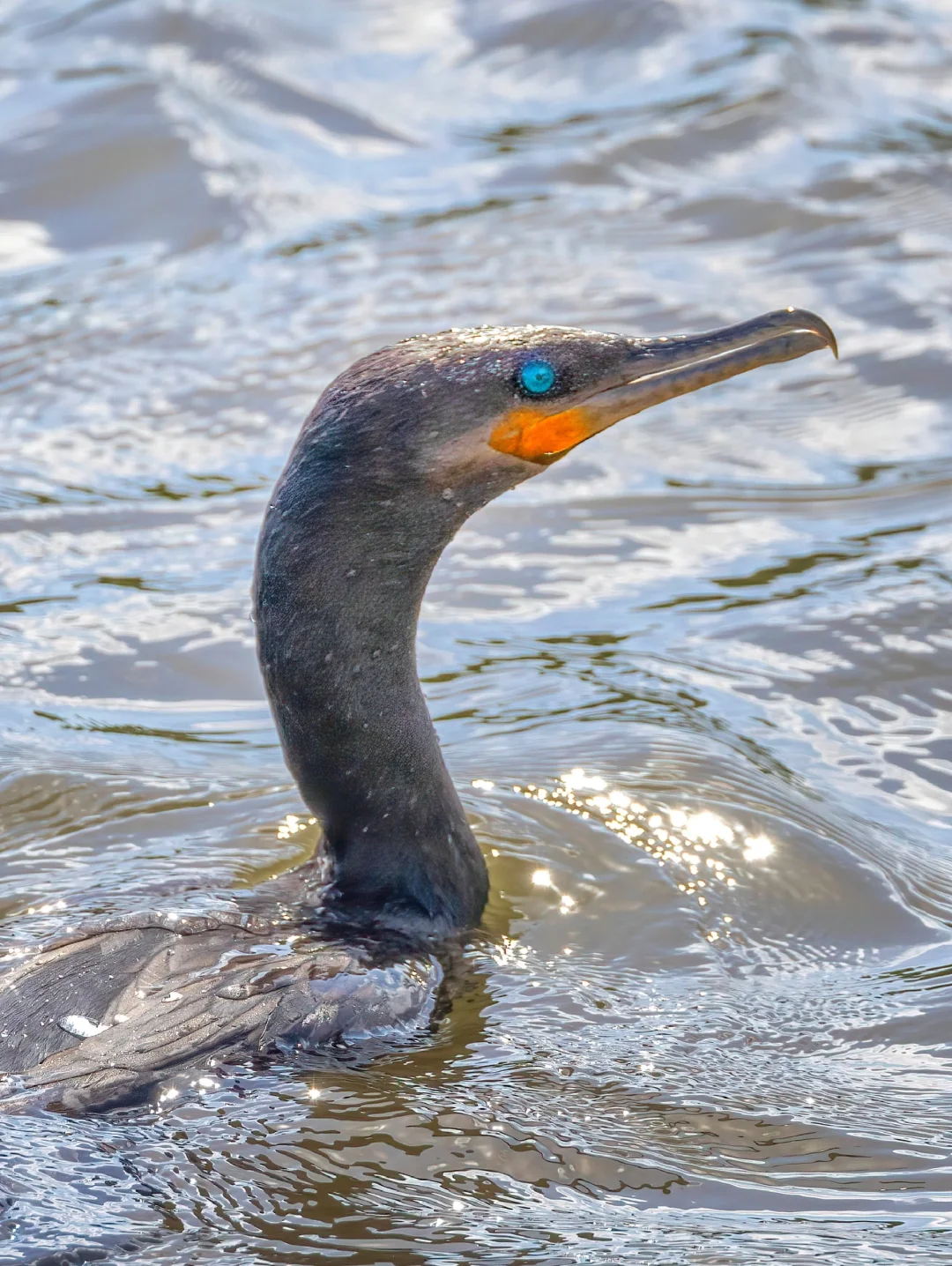 宝石蓝眼睛的鸬鹚