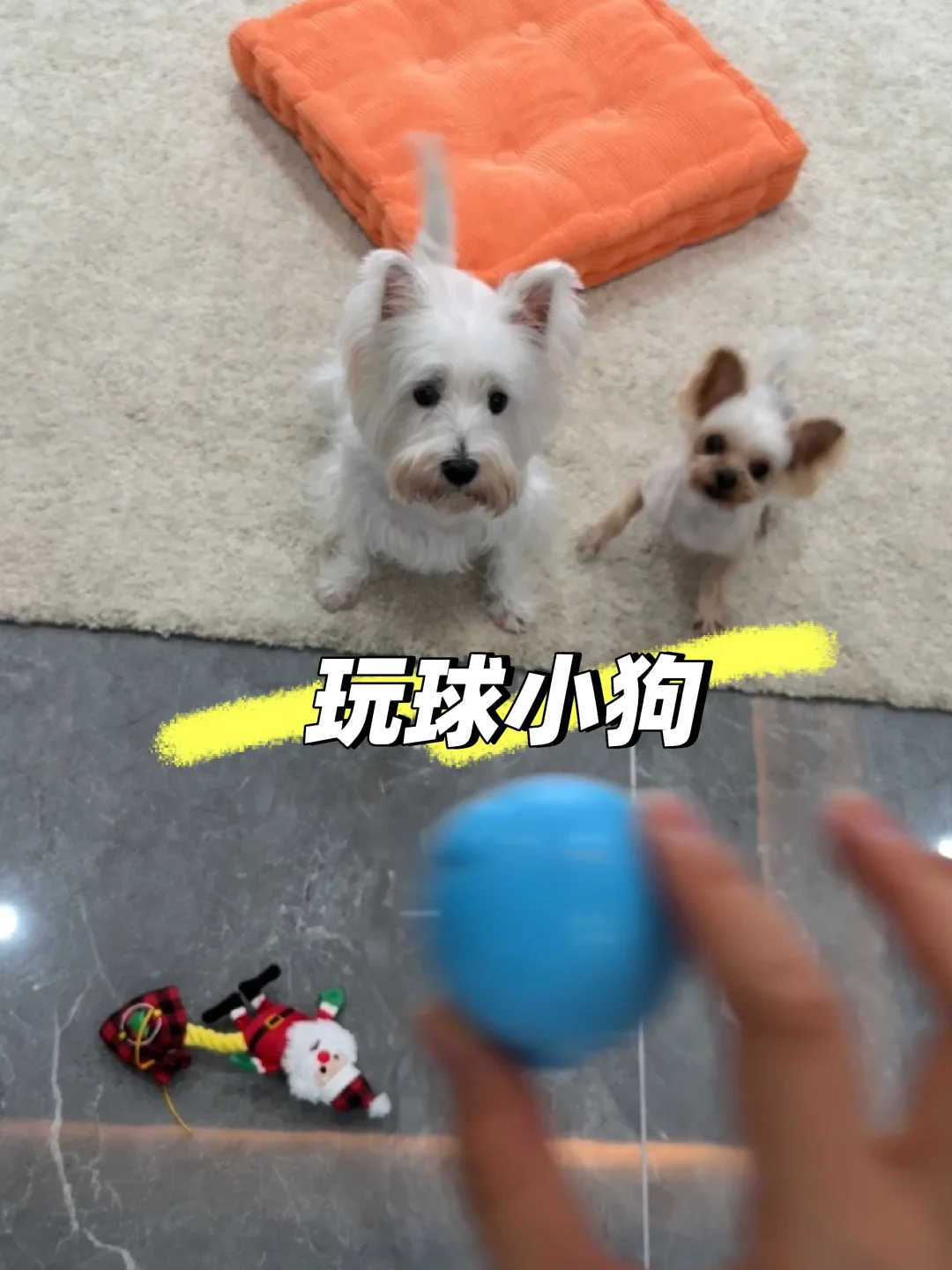 西高地：你个大笨蛋！