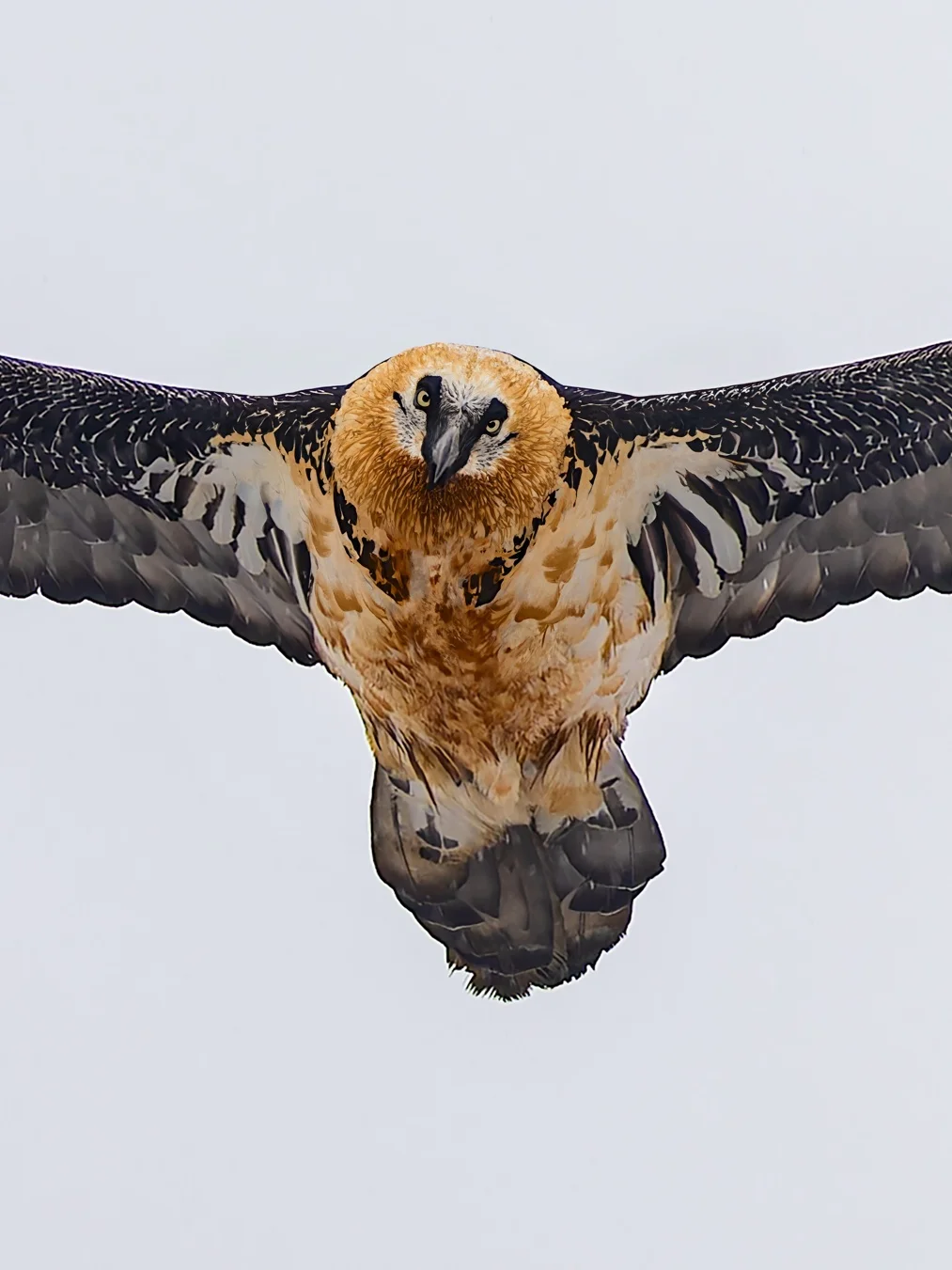 雪中的胡兀鹫盯上了我