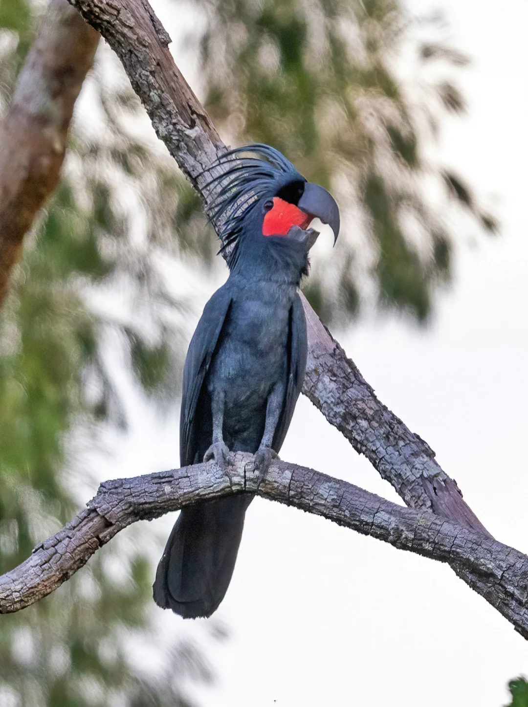 遇见一只超大个的鹦鹉：棕树凤头鹦鹉