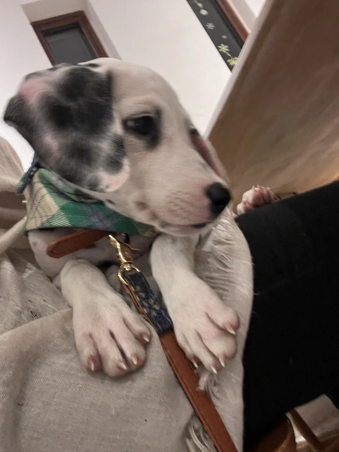 猛犬