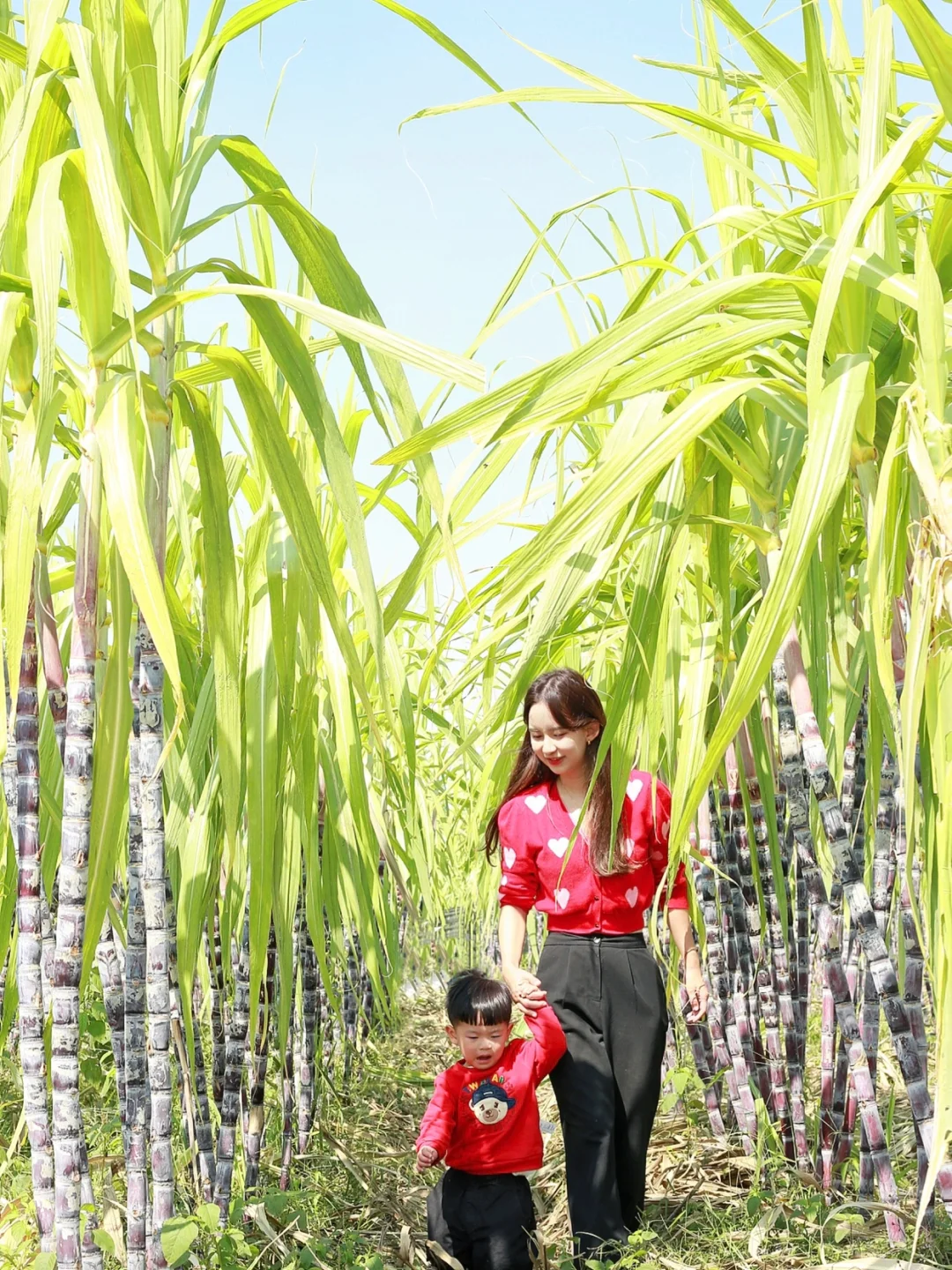 武汉遛娃9️⃣1️⃣—摘甘蔗+沙滩新晋亲子好玩地