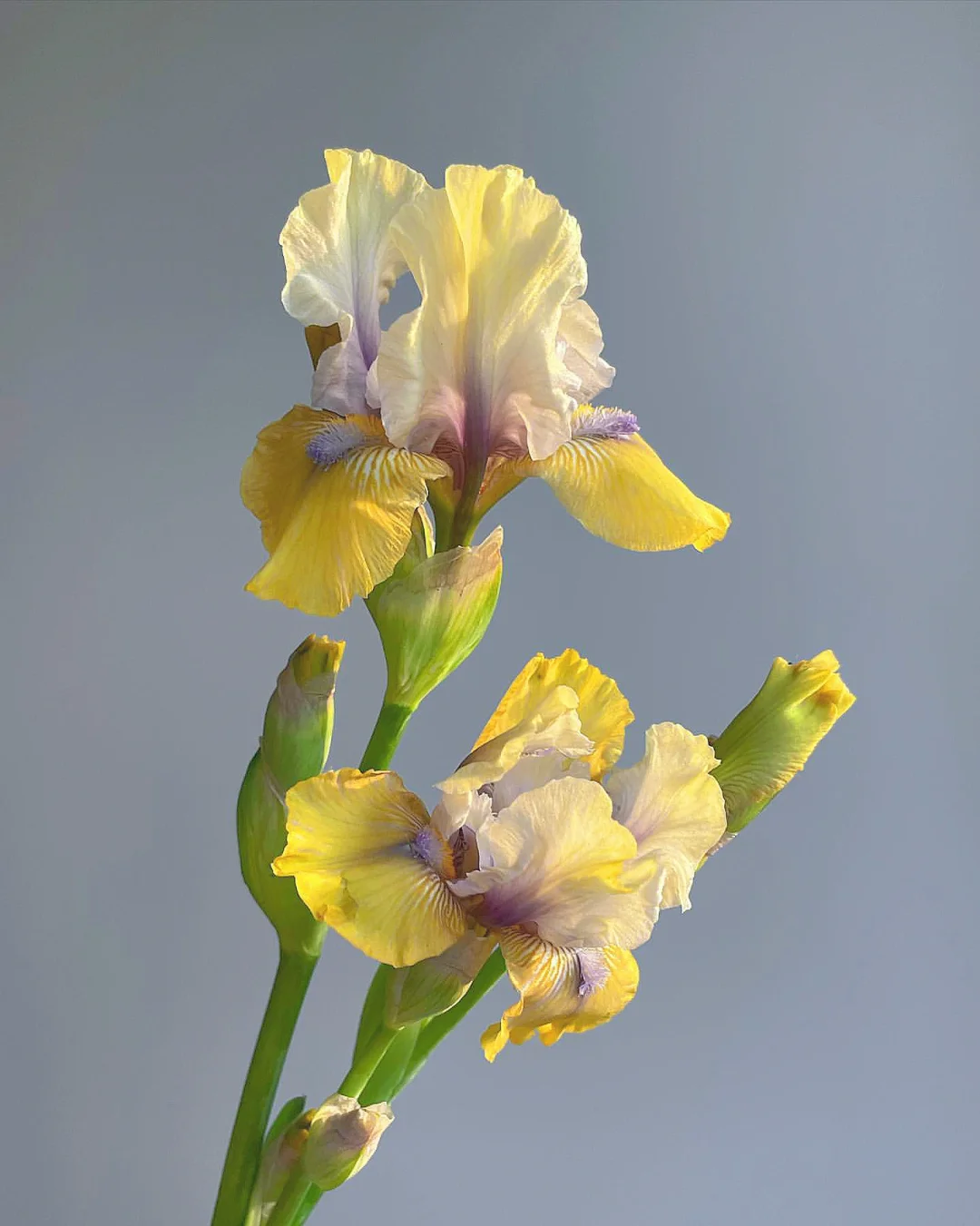 带你每天认识一种花材91｜德国鸢尾