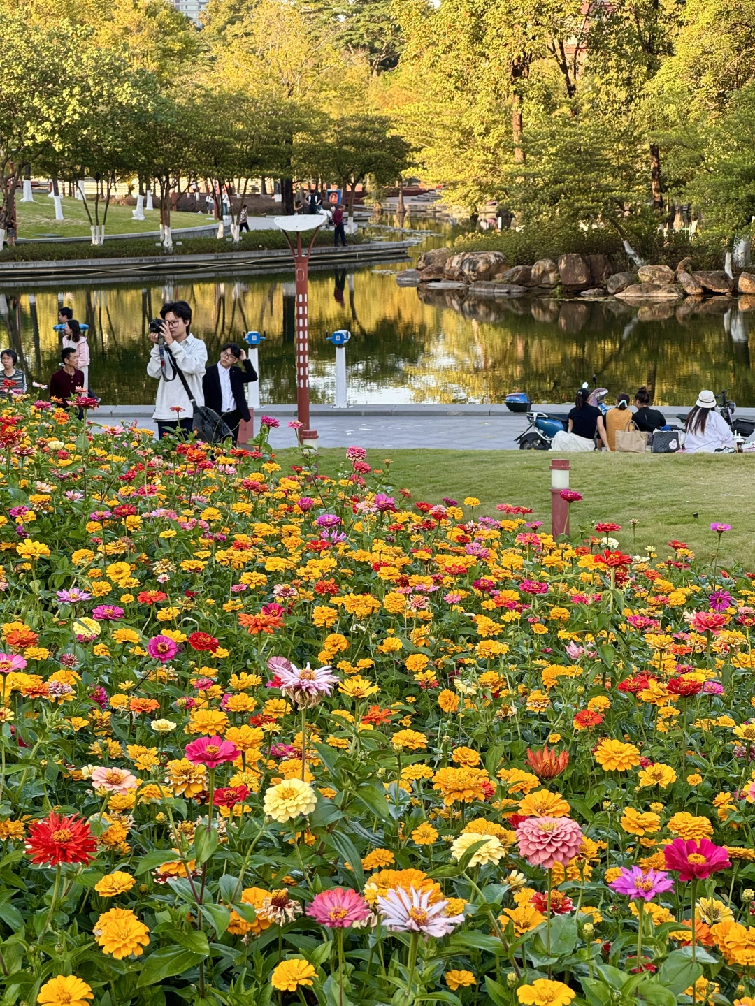 11.24Live！佛山千灯湖🌸这片花海上线了