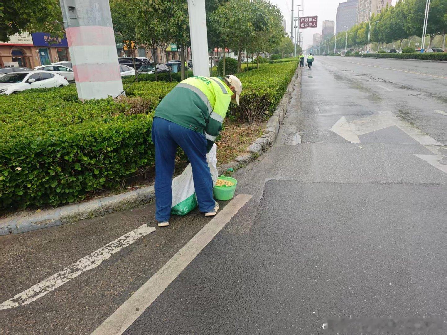 10月17日，兰考县城管局园林中心抢抓降雨有利时机，组织园林工人冒雨开展绿化带施肥作业。雨水能够帮助肥料更好渗透土壤，促进苗木吸收养分。工作人员沿线有序撒施肥料，精心管护道路两侧绿植，进一步增强苗木长势，持续提升城区绿化景观效果。 ​