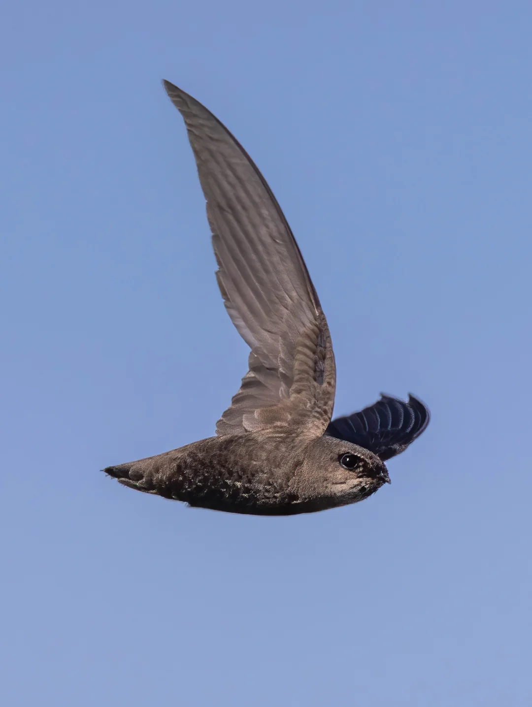 超敏捷的雨燕小鱼雷