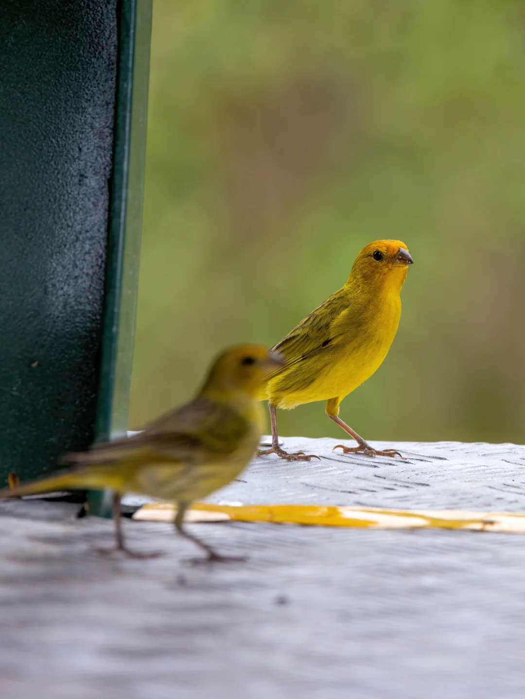 飞到火车上来搭车的橙黄雀鹀