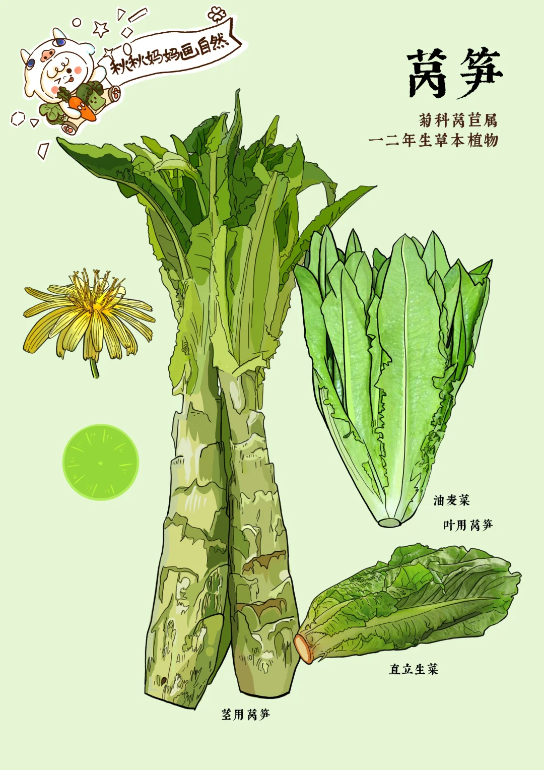 画给孩子的植物科普｜童话里的神秘菜