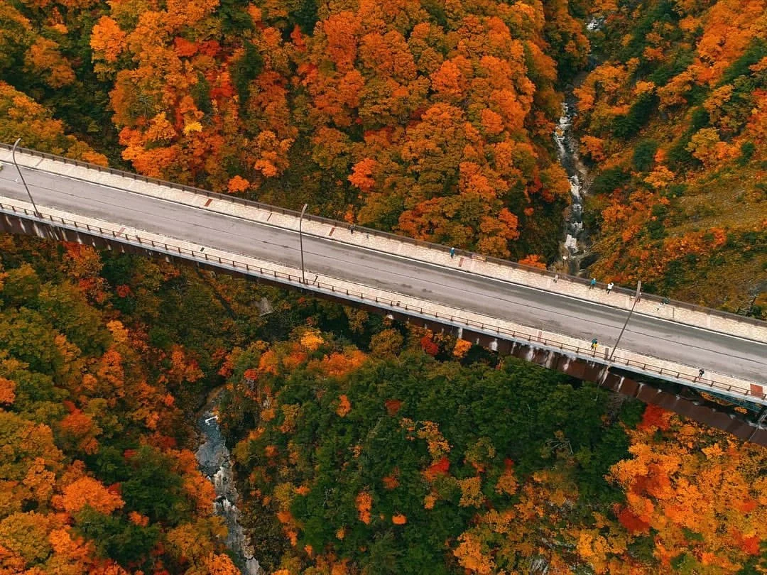 日本青森县|赏红叶一定不能错过城仓大桥