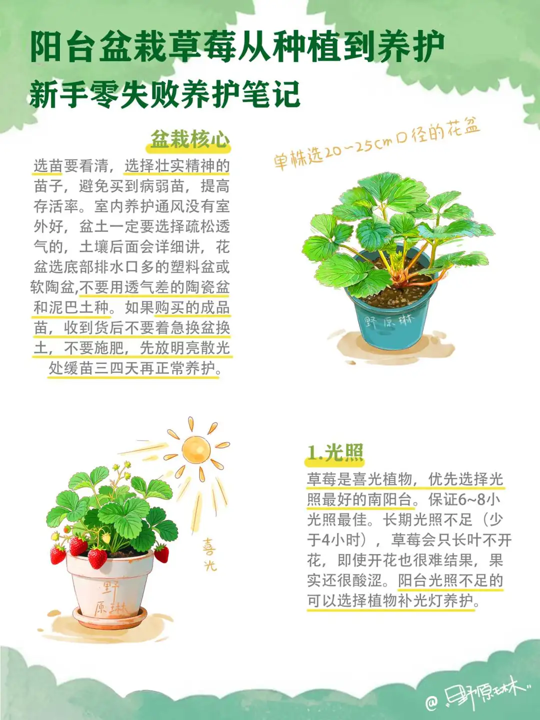 🌷阳台盆栽草莓养护新手攻略🍓