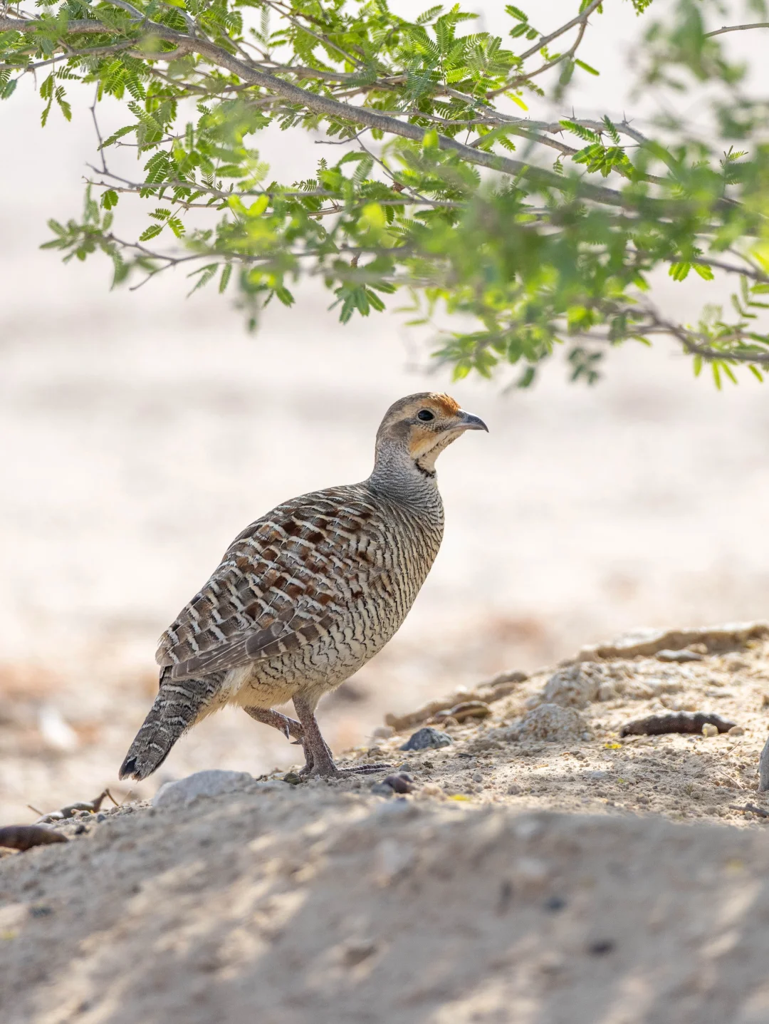 能在干燥沙漠生活的鸡：灰鹧鸪