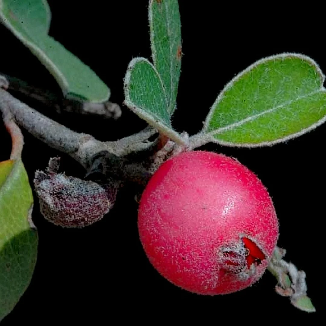 稀有浆果～大湾莓serviceberry