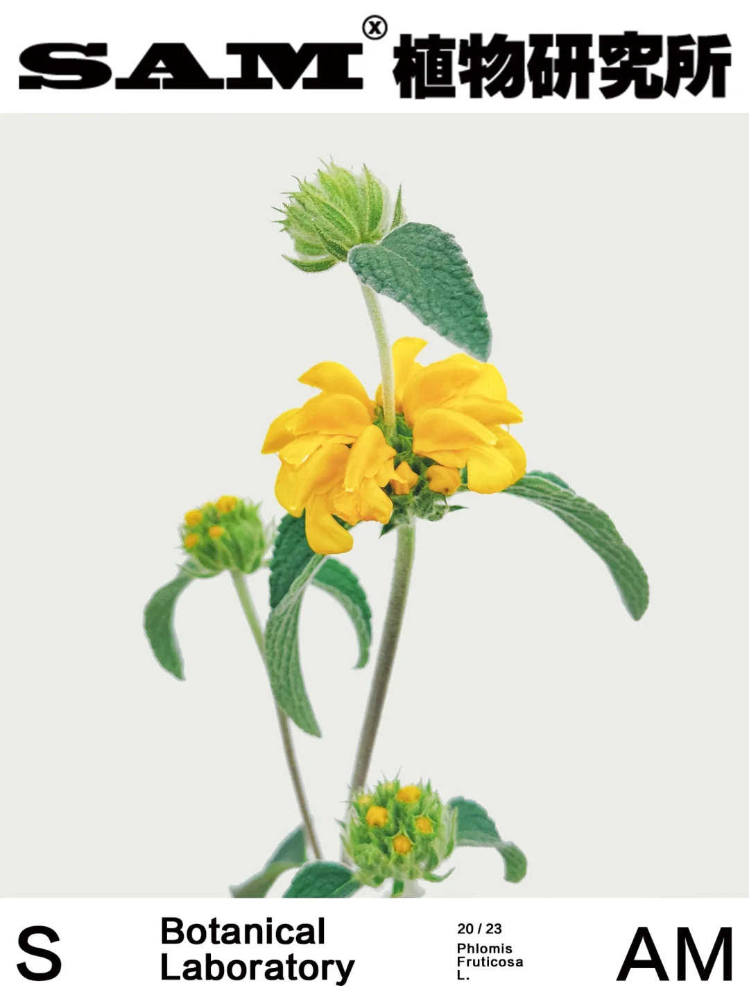 橙花糙苏｜Phlomis Fruticosa L.