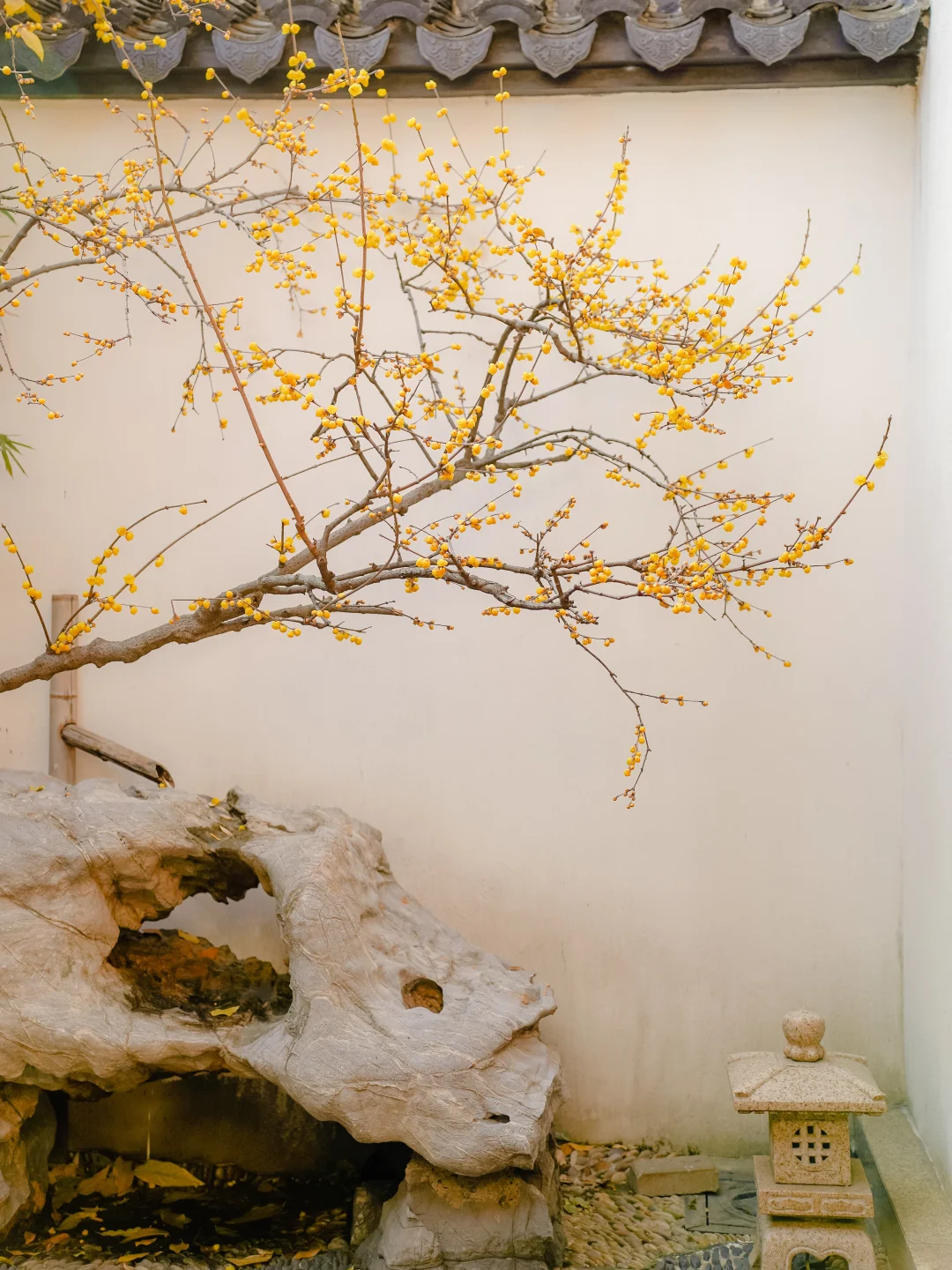 元旦来苏州📍避开人群citywalk一日游路线