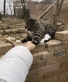 国庆把狸花猫托给邻居，邻居说送来当天它就扒开门窜出去，再没回来。我满城找了两天，终于在一处废弃建筑里堵住它——瘦了一圈，毛打结，眼神里全是陌生。我喊它名字，它耳朵动了动，没靠近；伸手去抱，它猛地一缩，哈气了。那是我养了三年的猫，现在看我像看陌生人。它一定是被吓坏了，这几天在这废墟里挨饿受冻，连我都认