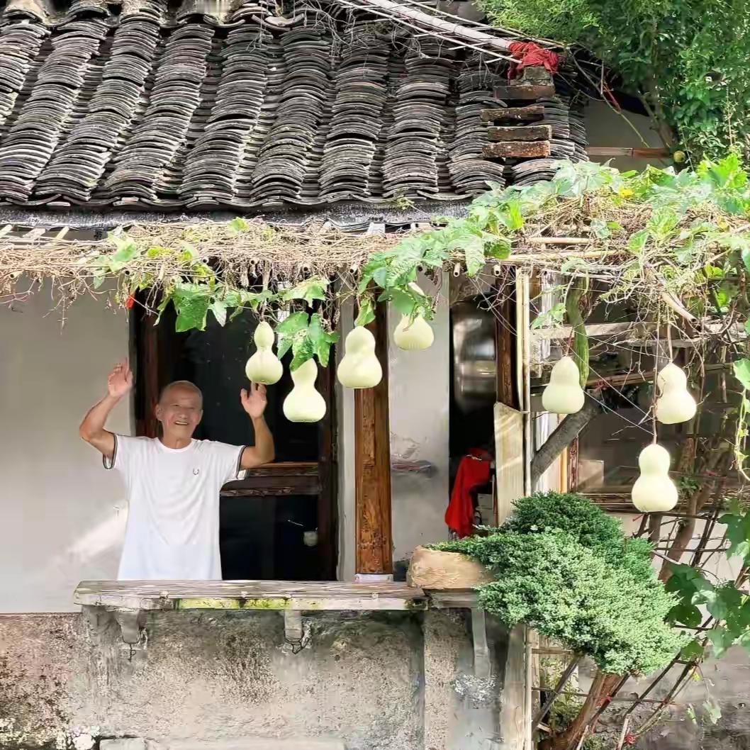 葫芦落幕，温暖不散！绍兴网红葫芦娃爷爷忍痛摘瓜，背后故事太好哭
 
绍兴书圣故里的童话，悄然落幕。75岁的陈金敖爷爷，提前摘下了满园的葫芦，亲手终结了这场意外的全网温柔邂逅。
 
今年春日，爷爷仅花6元买下葫芦秧苗，只为装点临河小院、讨个福禄吉兆。谁料藤蔓悄然生长，结出七个圆润青葫芦，酷似经典的葫芦
