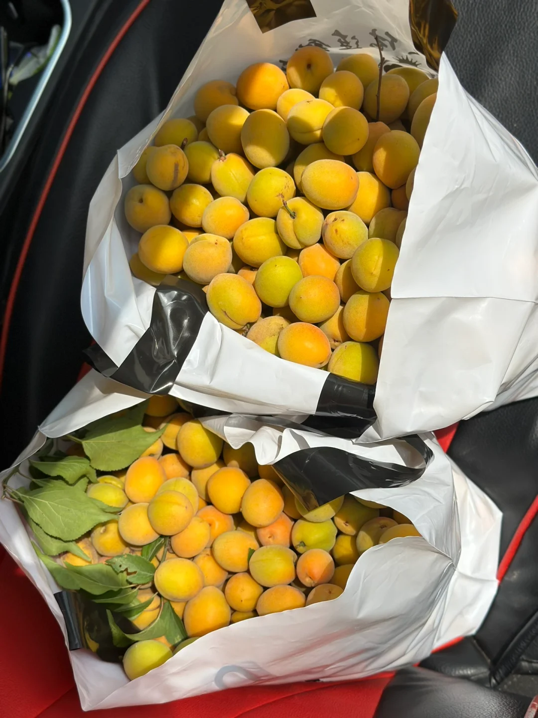 太多了终于我也采到梅子了做梅子酒梅子露