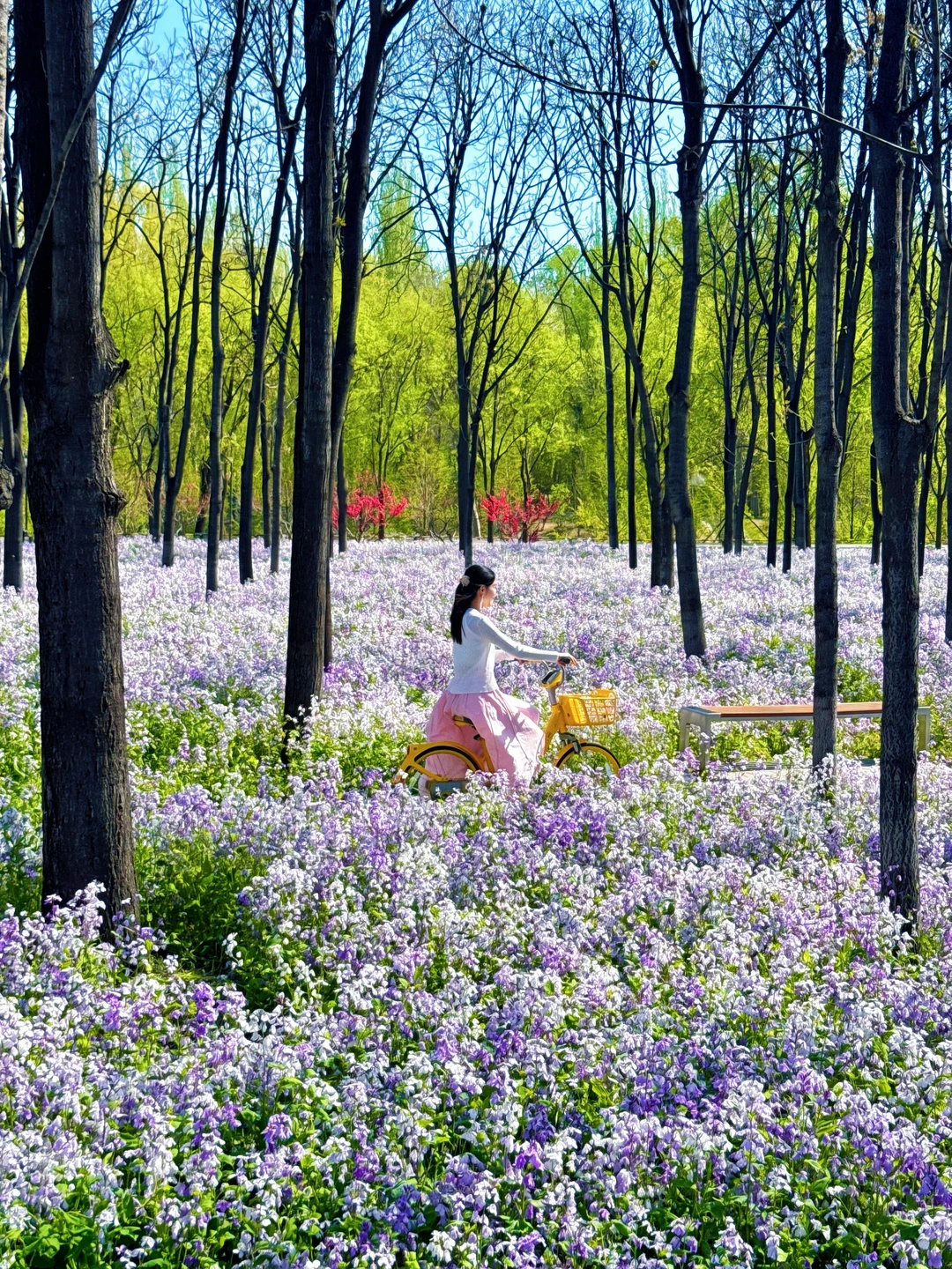 北京❗️在将府公园闯入一片二月兰花海🌸