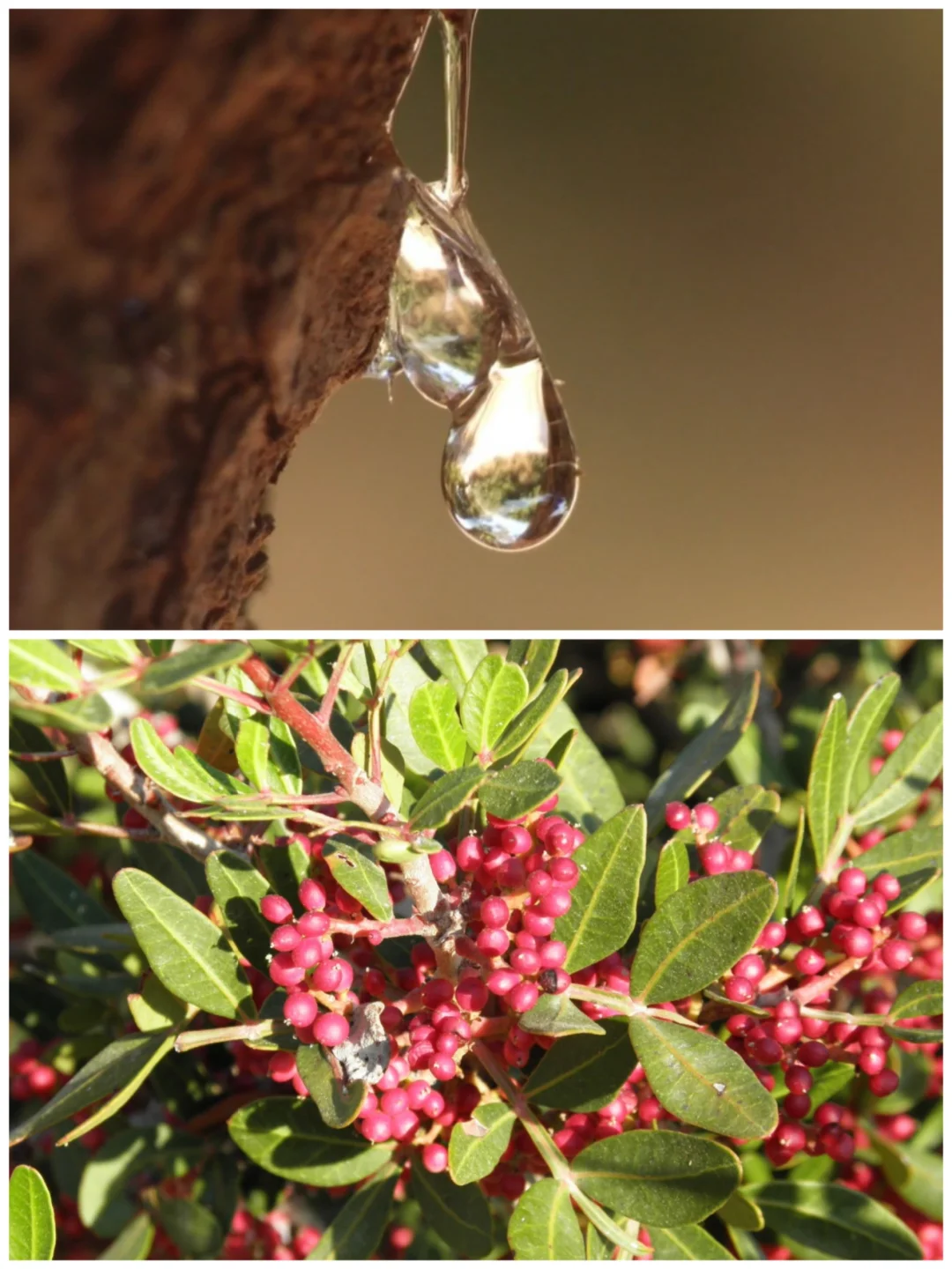 希俄斯之泪～堪比黄金的树脂