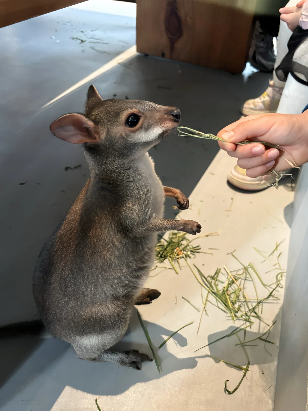 萌翻了！在咖啡店rua到袋鼠🦘🦘🦘