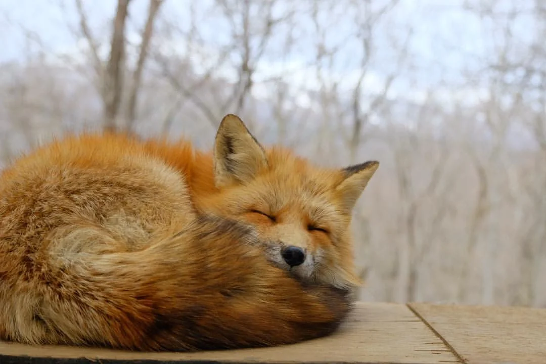 日本宫城县|没错，这里有个狐狸村！