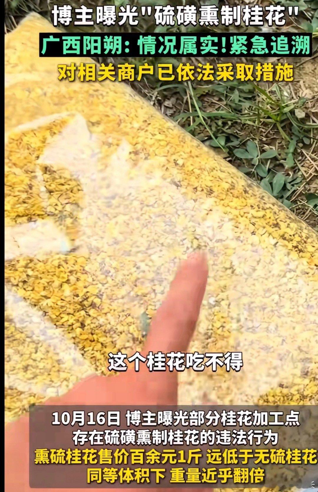 #热点事件[超话]##硫磺桂花#熏过硫磺的桂花 比无硫桂花便宜那么多为什么还要熏制？颜色鲜艳，保存久，我自己采摘几个小时就黑，一些人他们要好看才会买，其实好看就不会健康，我是做糖水的，没办法，撒上面不可能买黑的吧，客人自己就觉得不好看，他们要颜值 ​