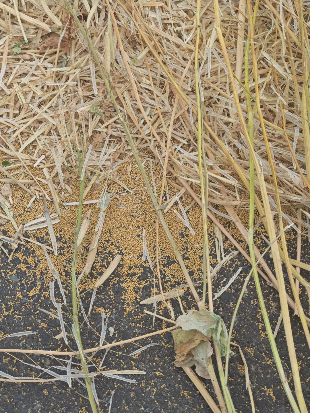 河南孩子逃不过的农活环节