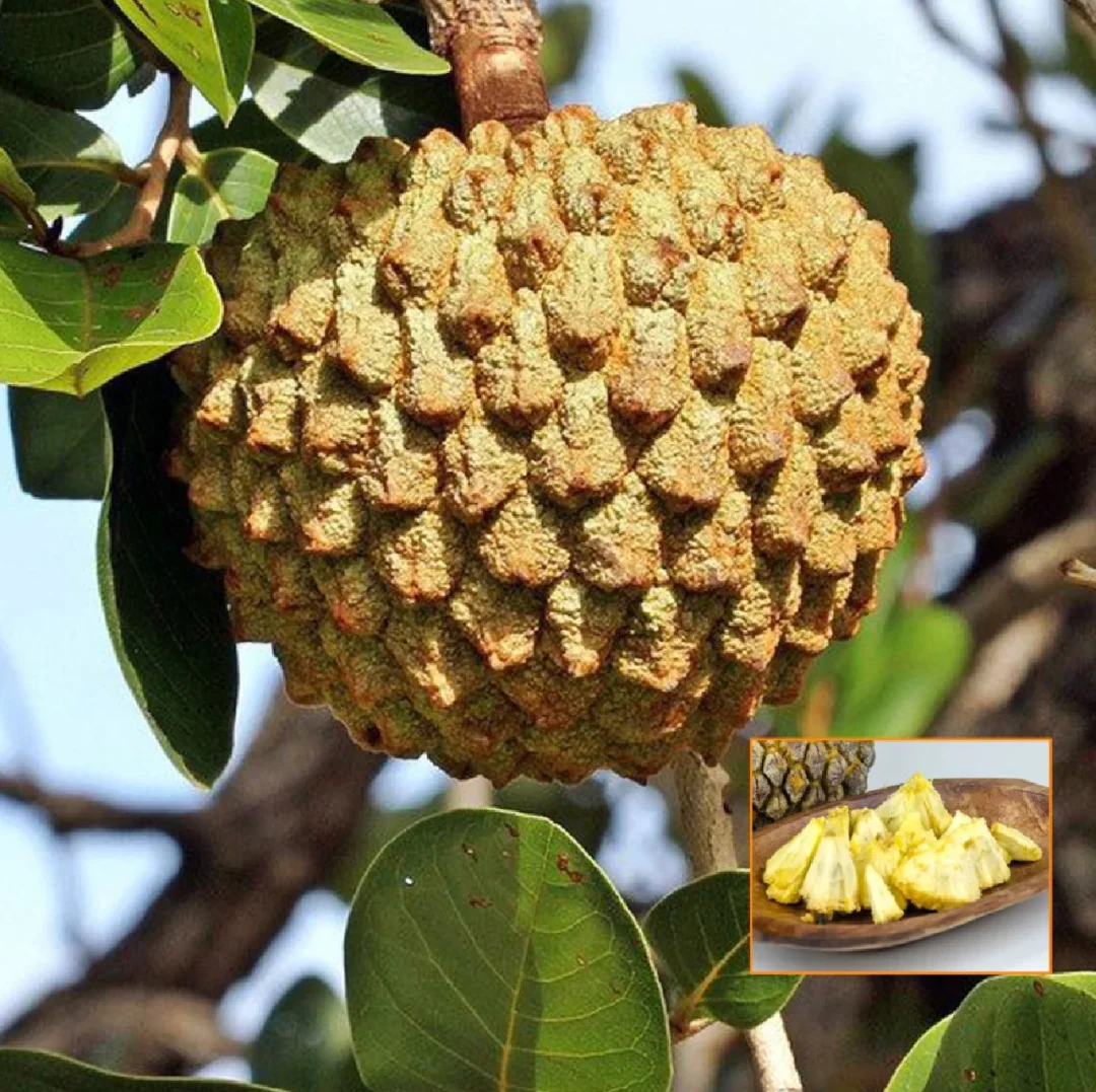 美味释迦～马洛释迦 Annona crassiflora