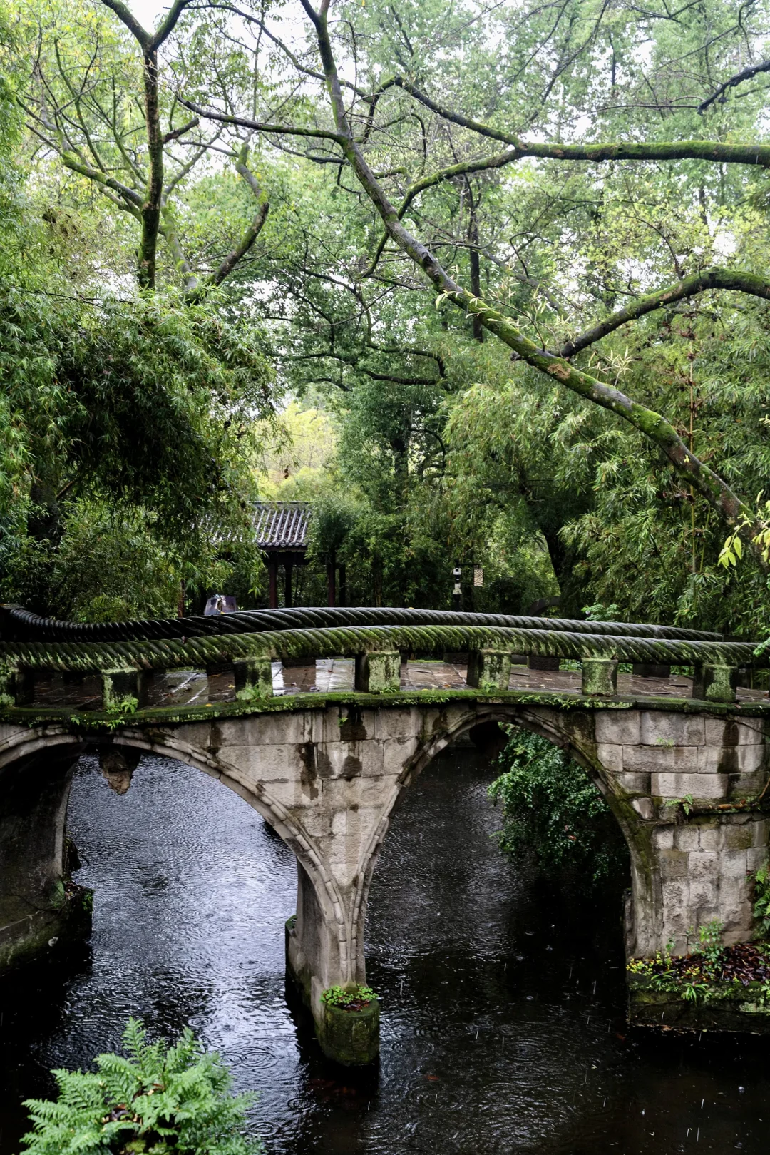 雨天的鹅岭公园，就是巨大的能量场🌿