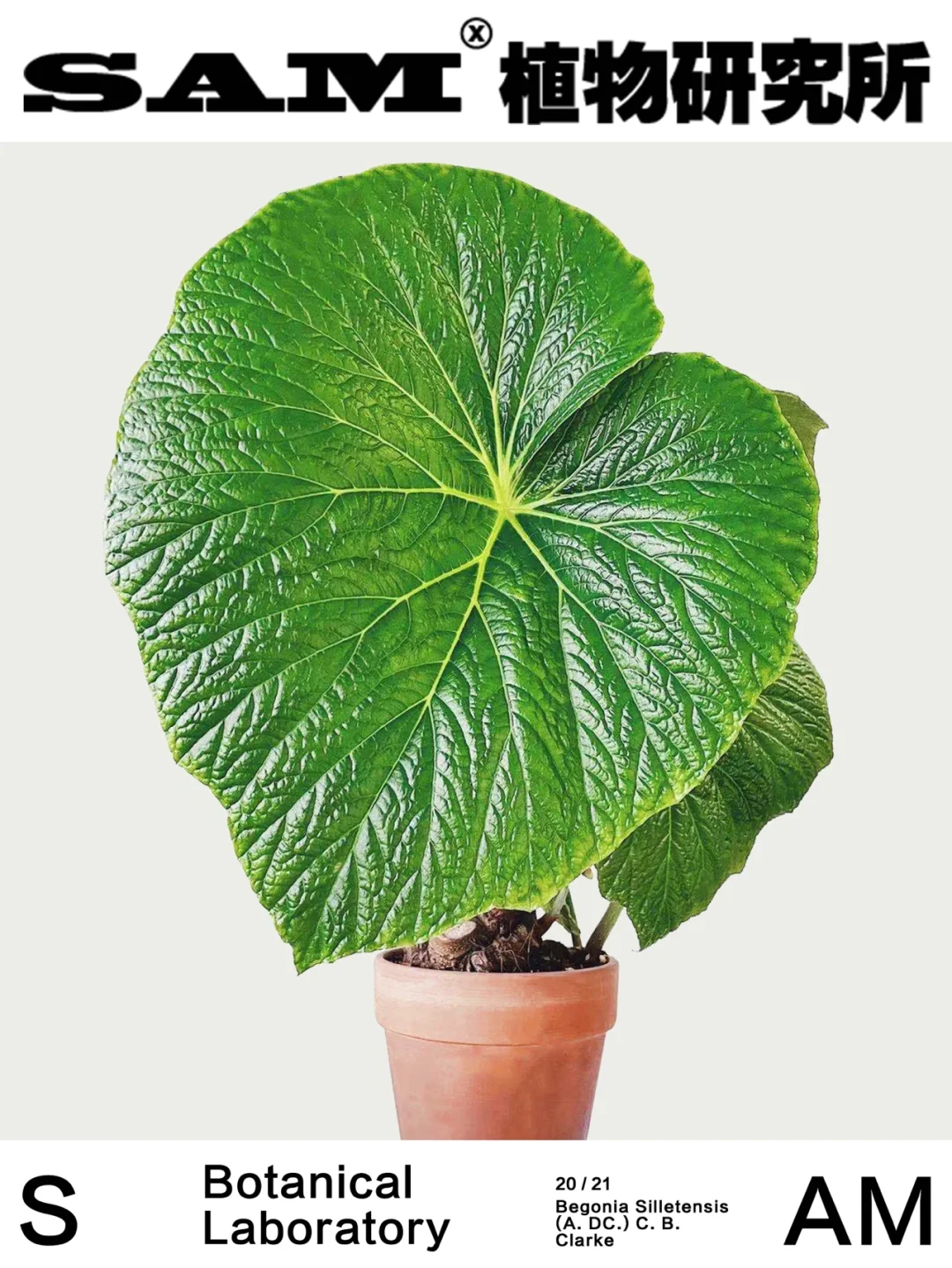 厚壁秋海棠｜Begonia silletensis (A. DC.)