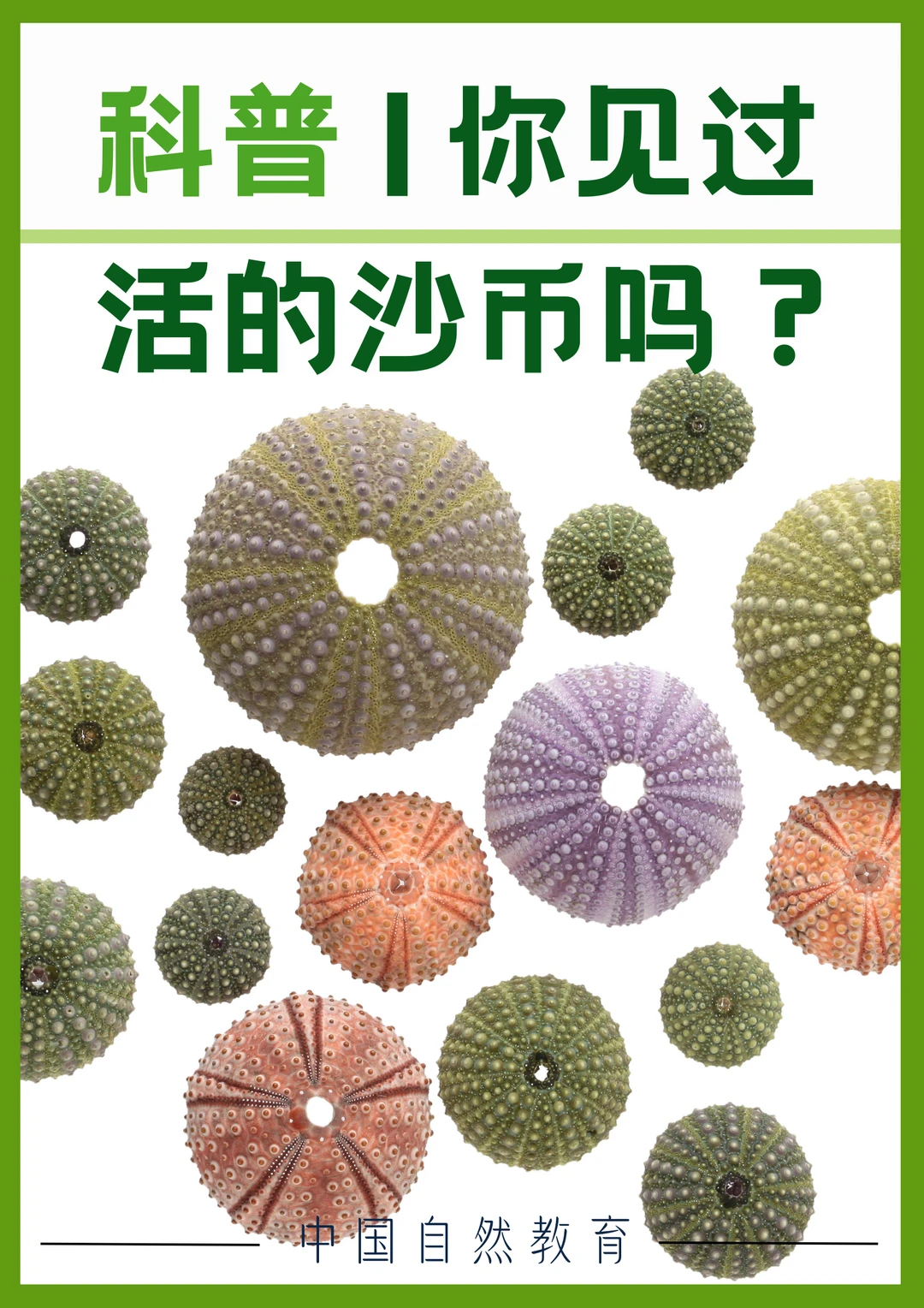 科普知识｜你见过活的沙币吗？