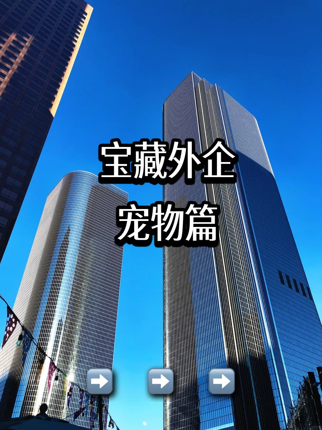 宝藏外企｜宠物篇