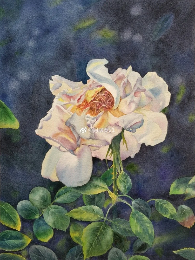 临摹黄有维的玫瑰。花瓣柔软透亮。