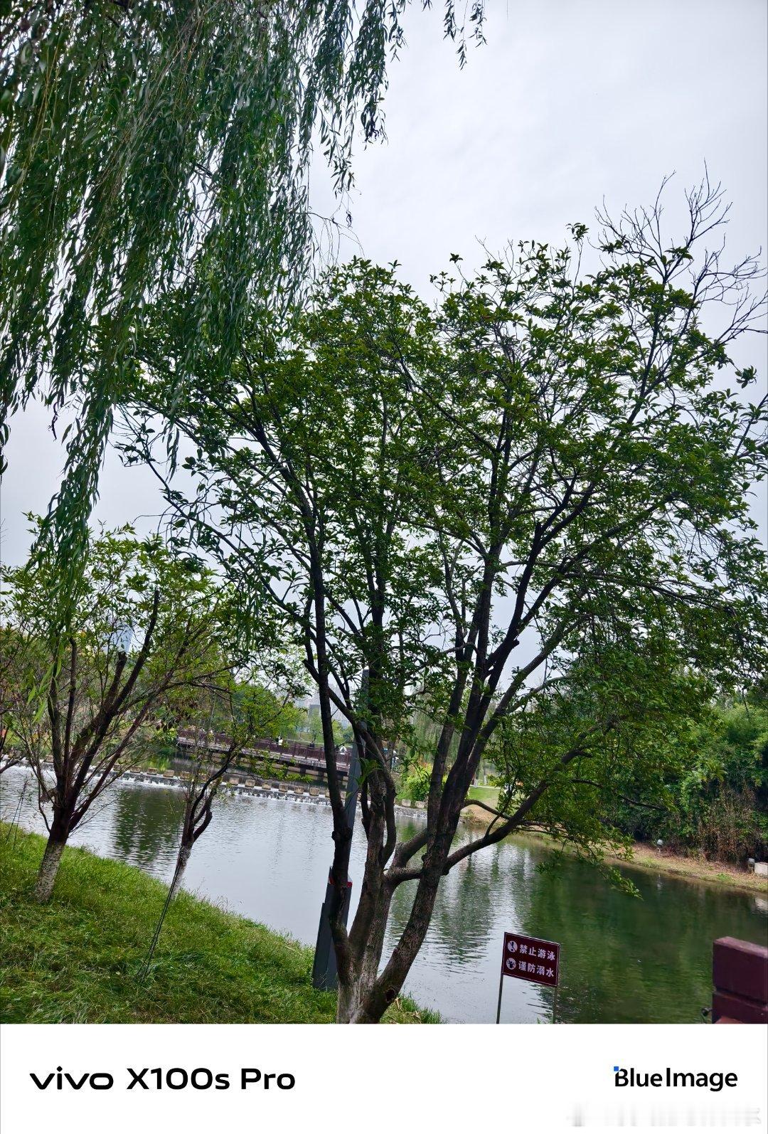 #vivo[超话]# 阳台上的铁线莲爬满了栏杆，绿叶中间藏着紫色的小花，风一吹就像在跳舞，比买的窗帘还好看，连邻居都来问品种。 ​