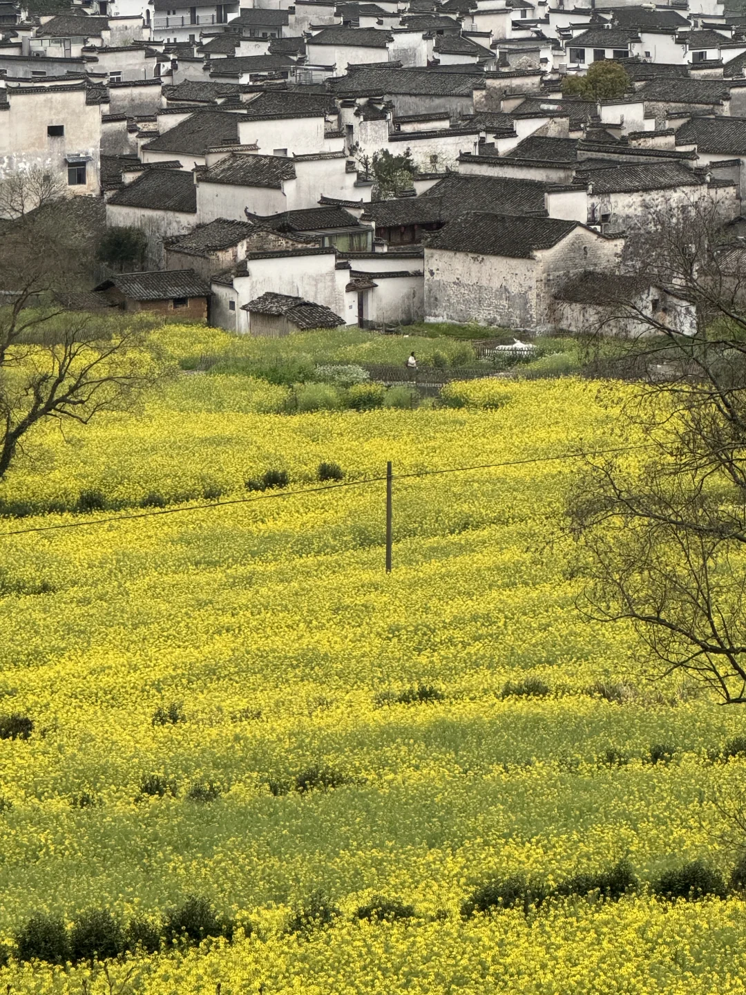 卢村 春天 油菜花田