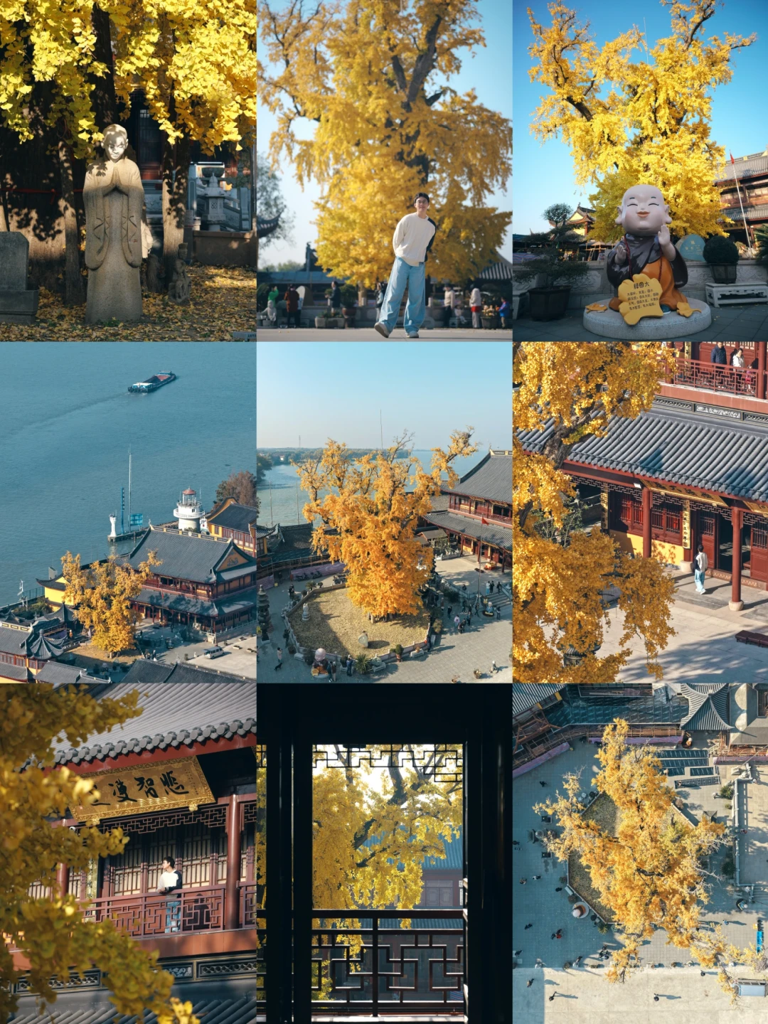 上海青浦报国寺藏着的千年银杏！