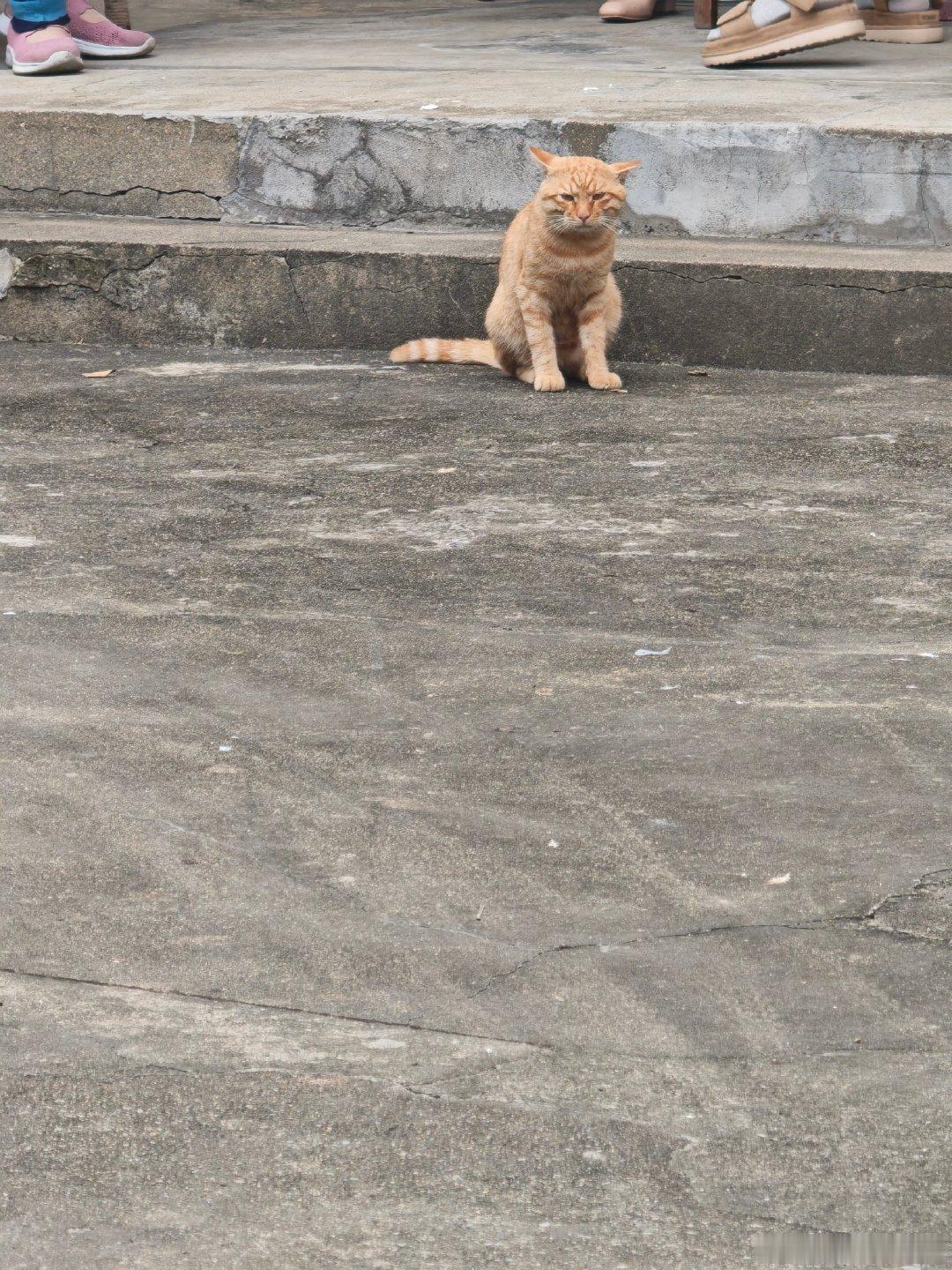 今天回乡下了因为怕晚上忘记所以先写一个
在外面好冷 比家那边冷多了，然后居然还有音乐。新农村建设！然后因为好久没见过这么多种绿色了（自从搬家之后）好新奇。
妹妹说这条河越来越臭了，我鼻子堵了都闻不到
可怜的空巢老咪咪 ​
