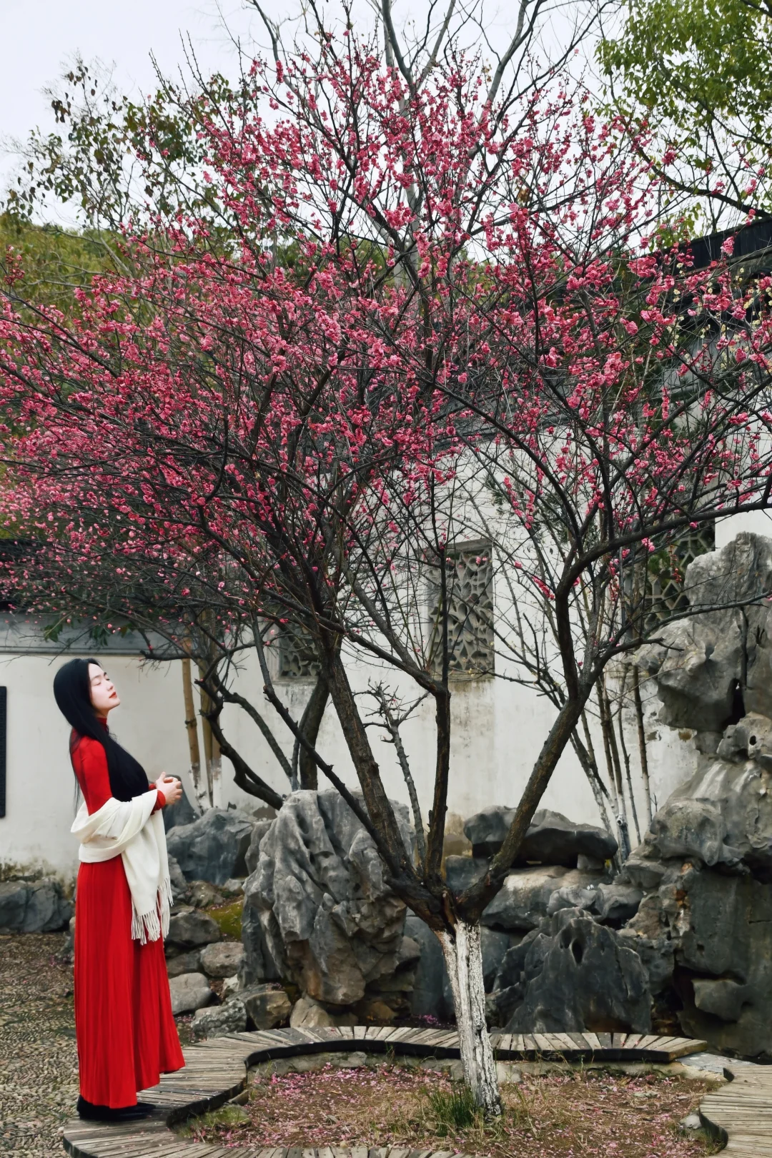 南昌拍照｜八大山人的梅花如期而至