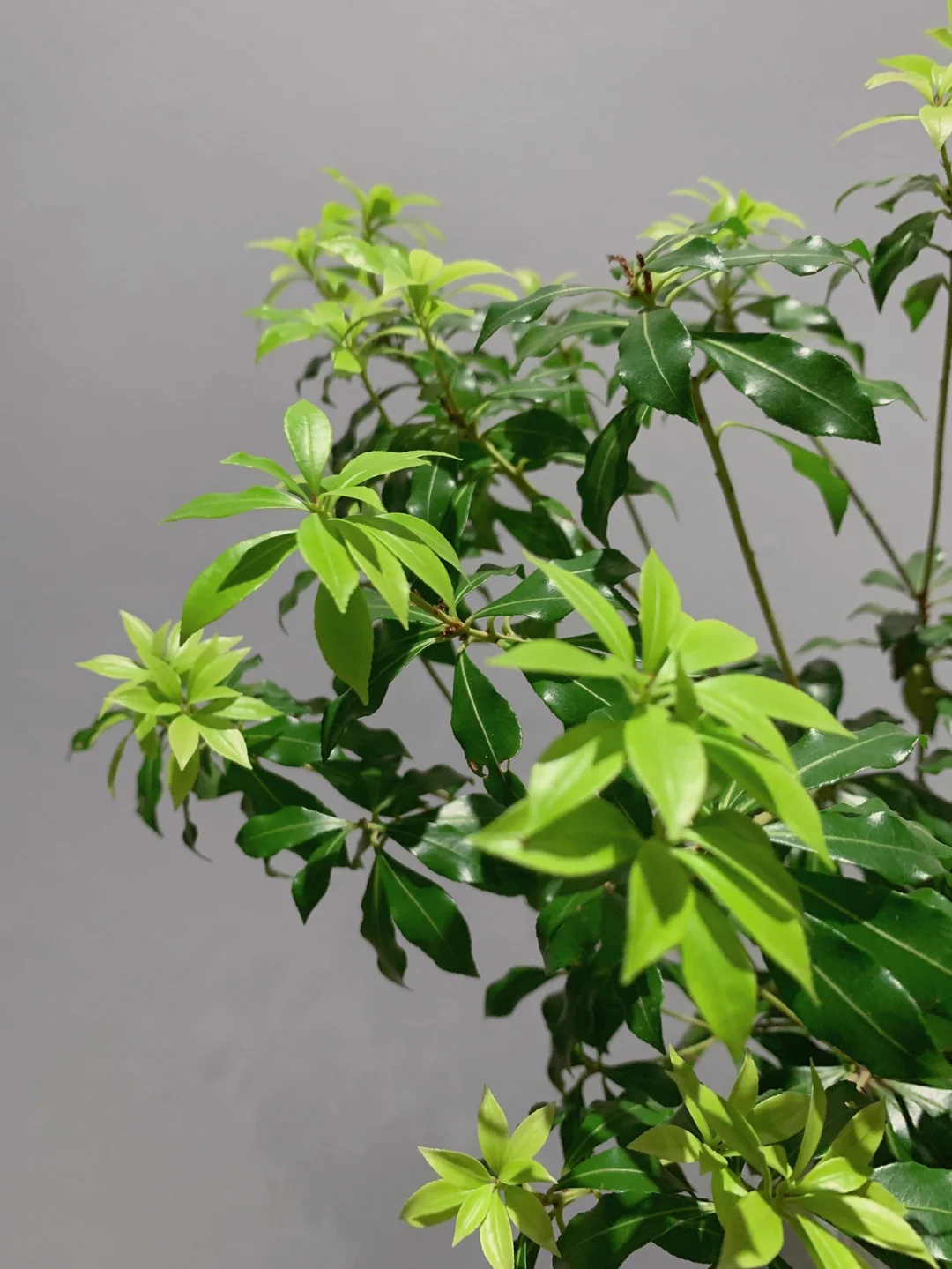 带你每天认识一种花材78｜马醉木