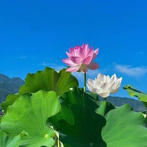 海岸尽头静观的浪潮