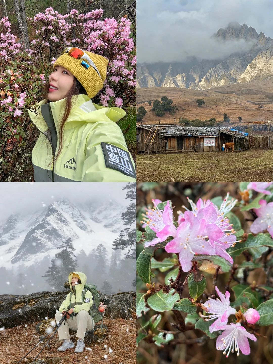 香格里拉·老药山🌦️雪山下的杜鹃花秘境攻略