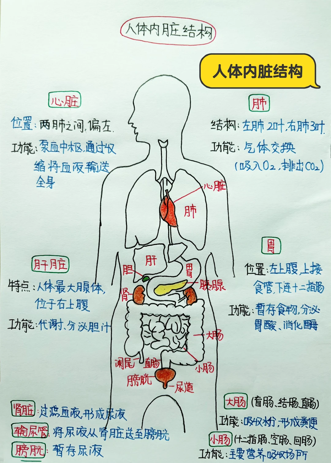 今日学习打卡——人体内脏结构