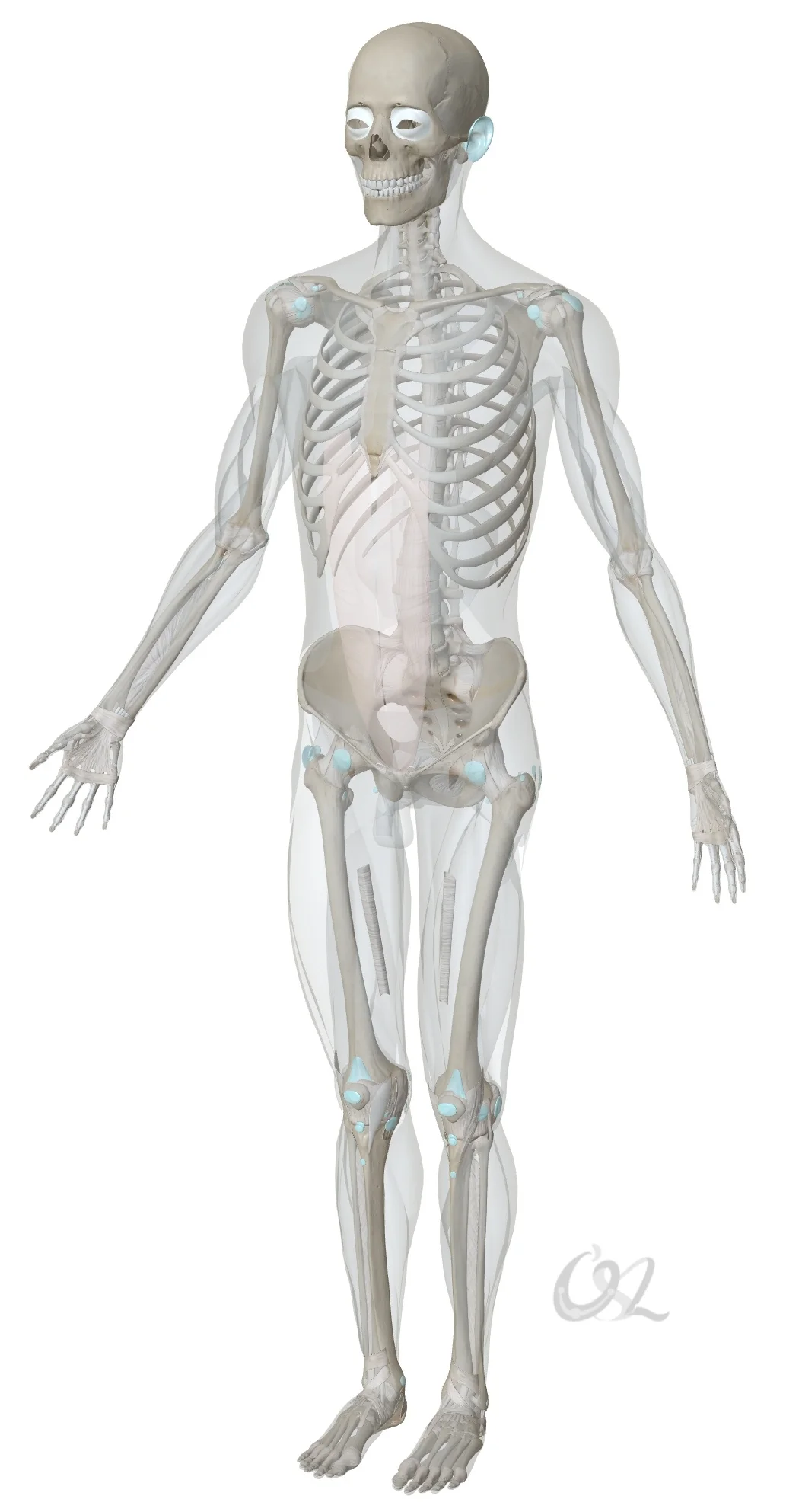 筋膜会吸收紧张的情绪。