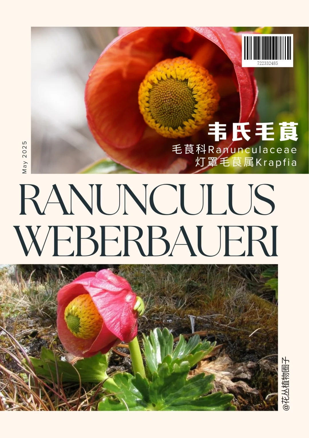 韦氏毛莨Ranunculus weberbaueri