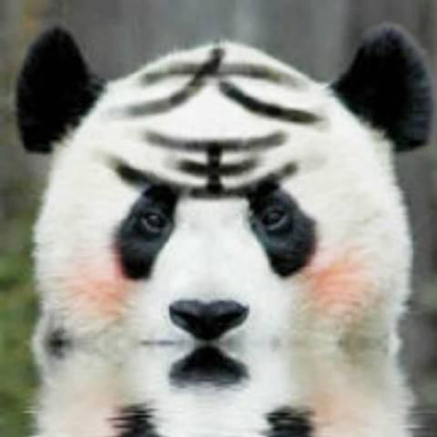 我系熊猫大王
