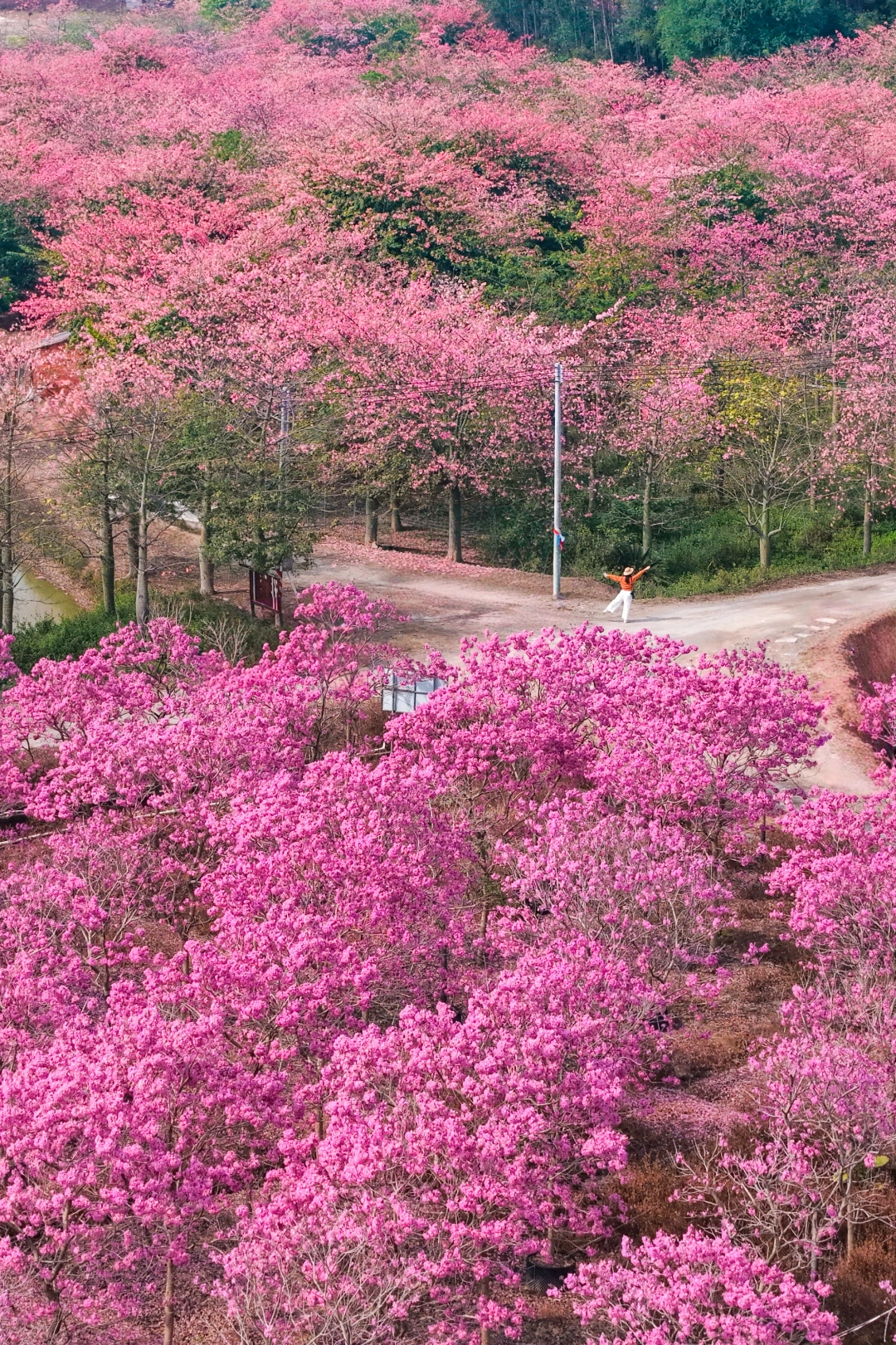 12.3实拍📸佛山隐藏紫花风铃&异木棉花海