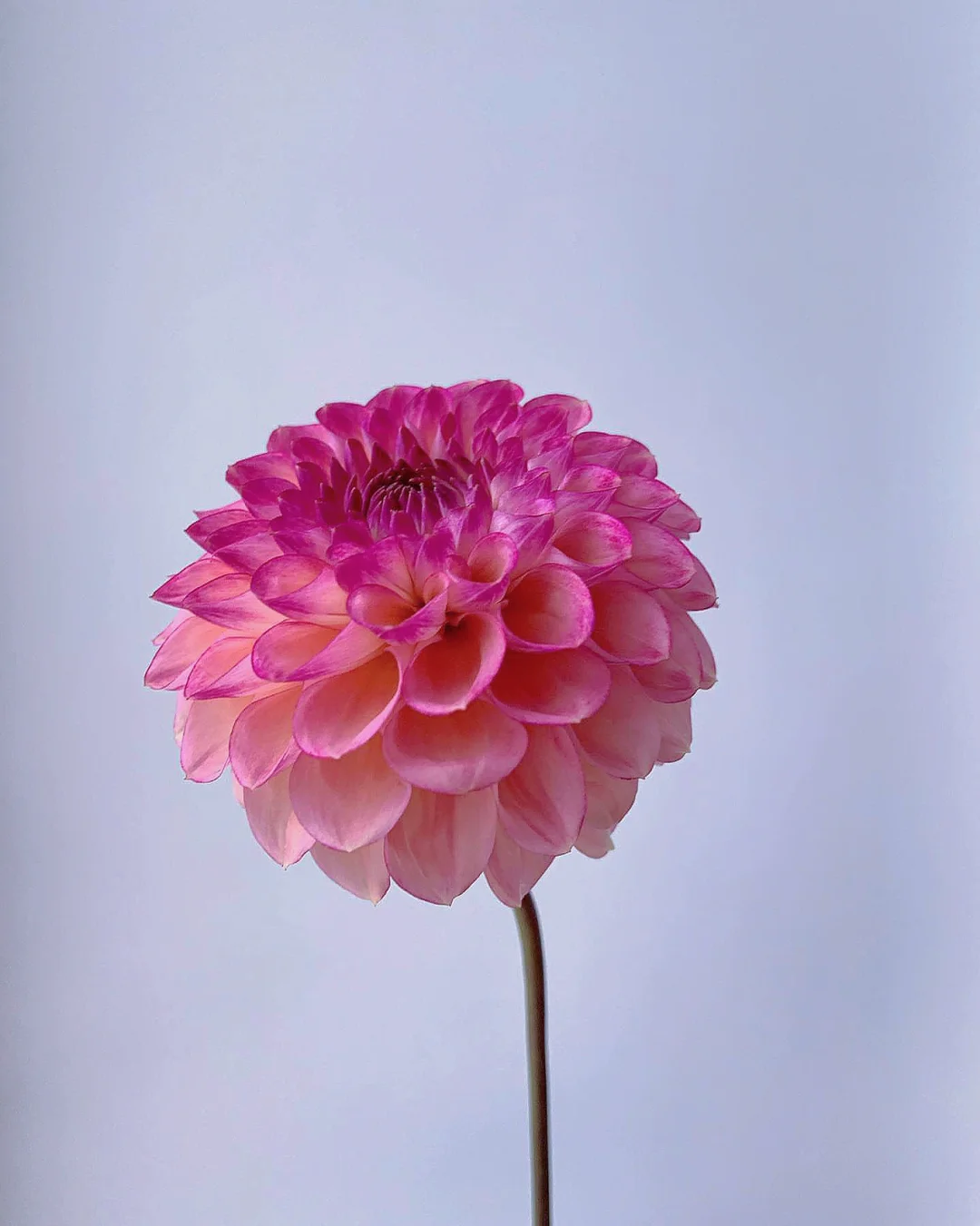 带你每天认识一种花材95｜菊型大丽花