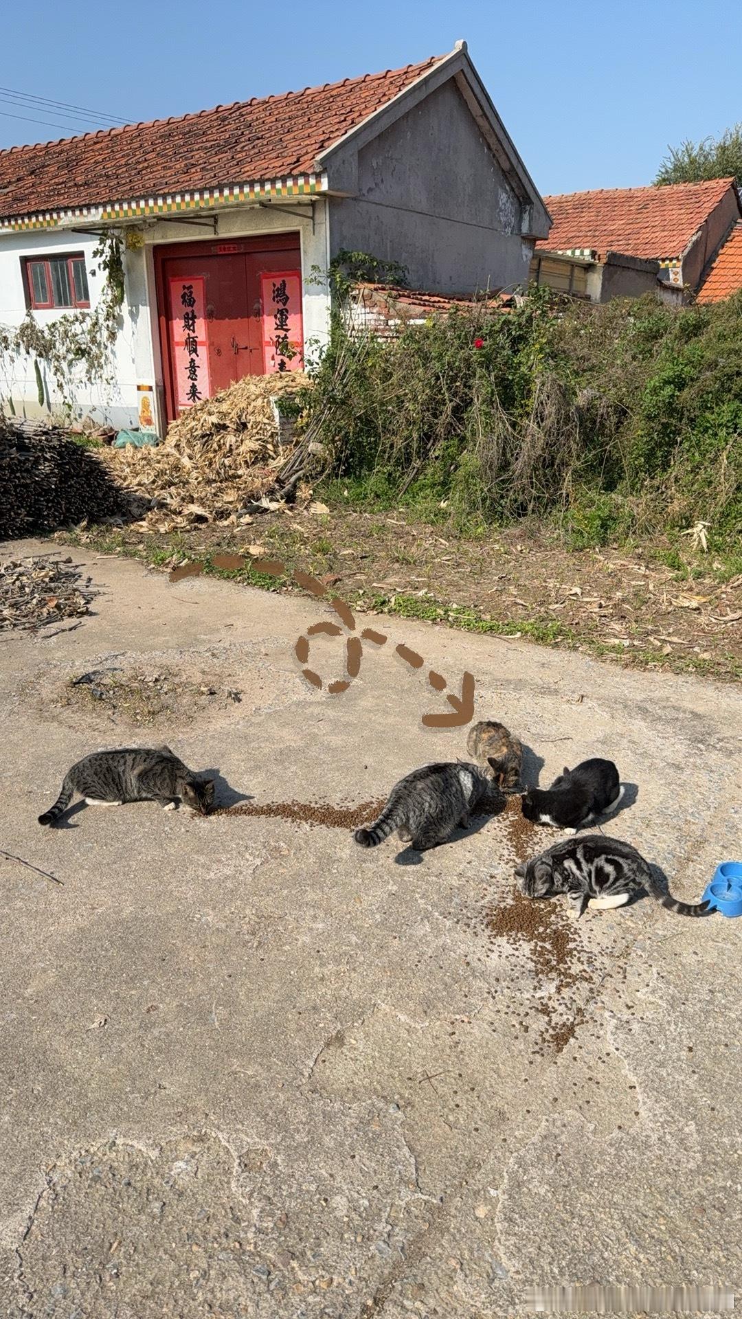 前段时间没回老家喂流浪猫，最近回家喂了几次都没遇到口炎猫，就觉得已经没了，表面上想着死了对他是一种解脱，毕竟得口炎太痛苦，什么东西都不敢吃，但是还是希望他活着，所以幼稚的还在想，要是让他活着老天可以让我得到点什么惩罚换他活着，结果昨天菲律宾客户装货发货，把配件落下了，一天都提心吊 ​
